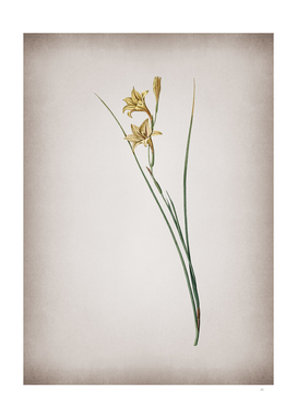 Vintage Gladiolus Botanical on Parchment