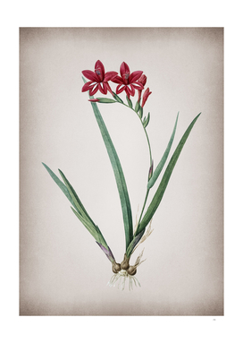 Vintage Gladiolus Cardinalis Botanical on Parchment