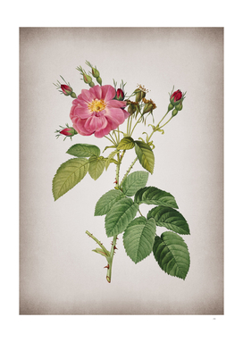 Vintage Harsh Downy Rose Botanical on Parchment