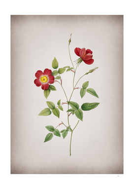 Vintage Indica Stelligera Rose Botanical on Parchment