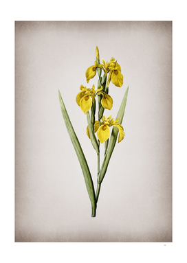 Vintage Irises Botanical on Parchment