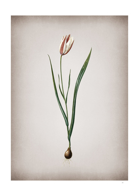 Vintage Lady Tulip Botanical on Parchment