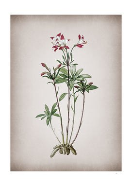 Vintage Lily of the Incas 2 Botanical on Parchment