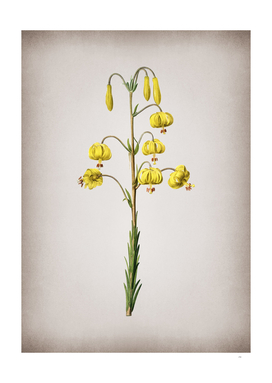 Vintage Lilium Pyrenaicum Botanical on Parchment