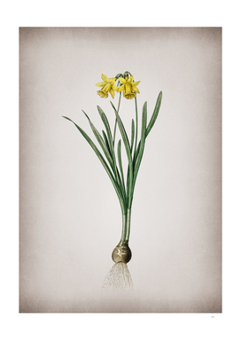 Vintage Lesser Wild Daffodil Botanical on Parchment