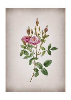 Vintage Mossy Pompon Rose Botanical on Parchment