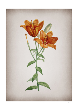 Vintage Orange Bulbous Lily Botanical on Parchment