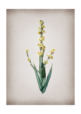 Vintage Pale Yellow Eyed Grass Botanical on Parchment
