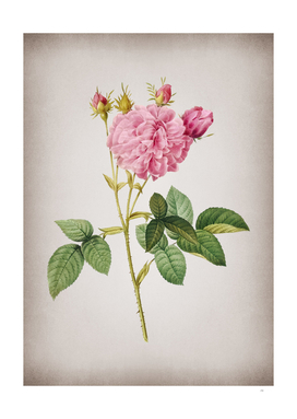 Vintage Pink Agatha Rose Botanical on Parchment