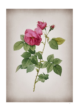 Vintage Pink Bourbon Roses Botanical on Parchment