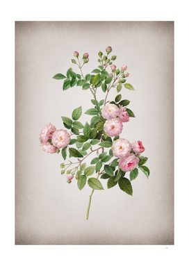 Vintage Pink Baby Roses Botanical on Parchment