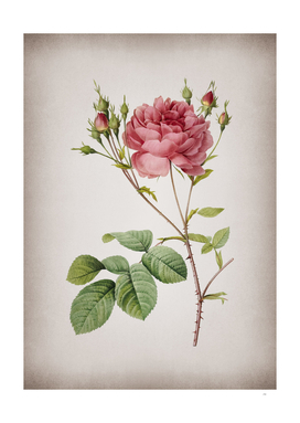 Vintage Pink Cumberland Rose Botanical on Parchment