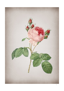 Vintage Pink Cabbage Rose Botanical on Parchment