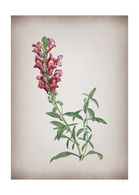 Vintage Red Dragon Flowers Botanical on Parchment