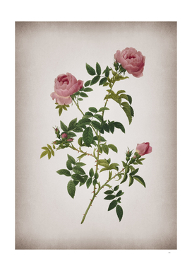Vintage Rose of the Hedges Botanical on Parchment