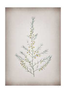 Vintage Sea Asparagus Botanical on Parchment