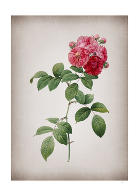 Vintage Seven Sisters Roses Botanical on Parchment