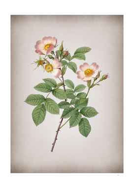 Vintage Short Styled Field Rose Botanical on Parchmen