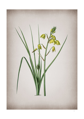 Vintage Slime Lily Botanical on Parchment