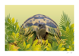jungle leaves turtle tortoise