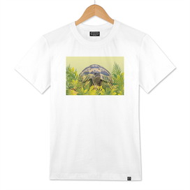 jungle leaves turtle tortoise