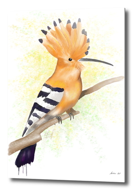 Watercolor Hoopoe Bird