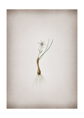 Vintage Snowdon Lily Botanical on Parchment