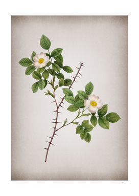 Vintage Spiny Leaved Rose of Dematra Botanical on Par