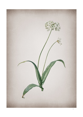 Vintage Spring Garlic Botanical on Parchment