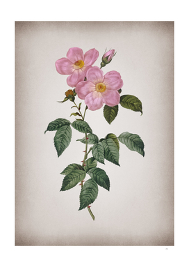 Vintage Tea Scented Roses Bloom Botanical on Parchmen
