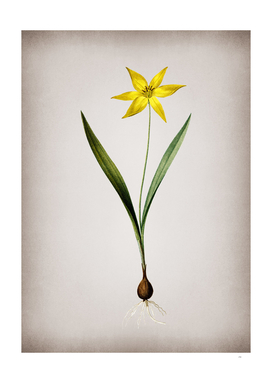 Vintage Tulipa Celsiana Botanical on Parchment