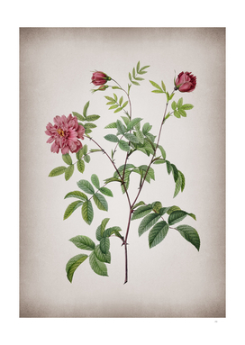 Vintage Cinnamon Rose Botanical on Parchment