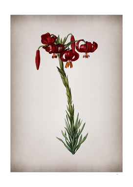 Vintage Lily Botanical on Parchment