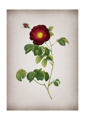 Vintage Rose Botanical on Parchment
