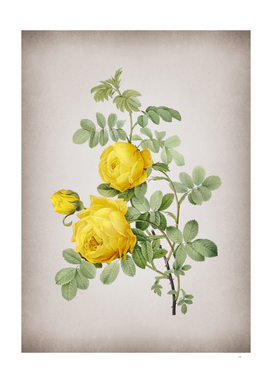Vintage Sulphur Rose Botanical on Parchment