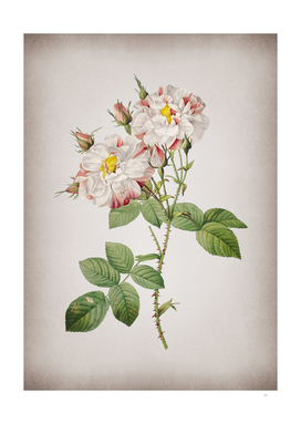 Vintage White Damask Rose Botanical on Parchment