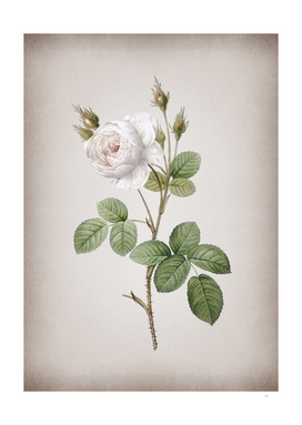 Vintage White Misty Rose Botanical on Parchment
