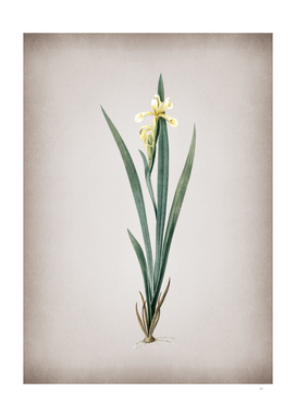 Vintage Yellow Banded Iris Botanical on Parchment