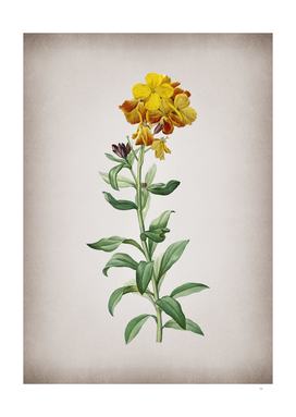 Vintage Yellow Wallflower Bloom Botanical on Parchmen