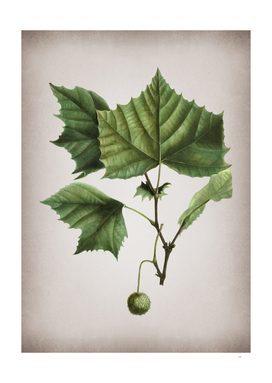 Vintage American Sycamore Botanical on Parchment