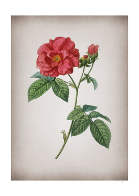 Vintage Apothecary Rose Botanical on Parchment
