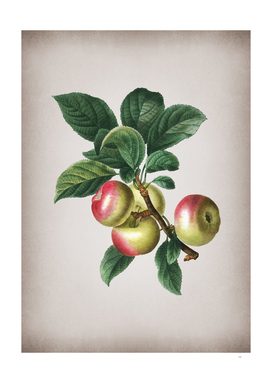 Vintage Apple Botanical on Parchment