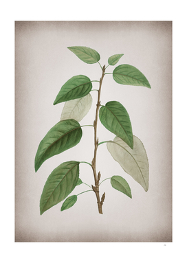 Vintage Balsam Poplar Leaves Botanical on Parchment