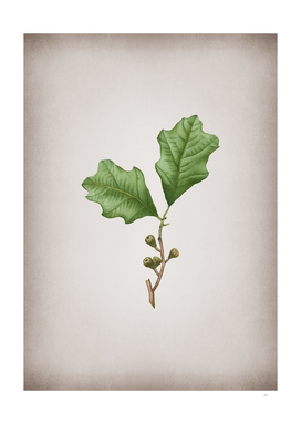 Vintage Bear Oak Leaves Botanical on Parchment
