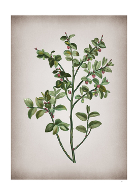 Vintage Bilberry Botanical on Parchment