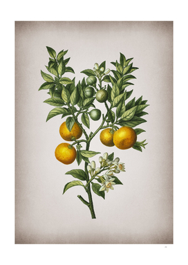 Vintage Bitter Orange Botanical on Parchment