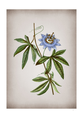 Vintage Blue Passionflower Botanical on Parchment