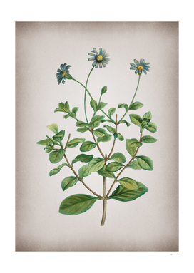 Vintage Blue Marguerite Plant Botanical on Parchment