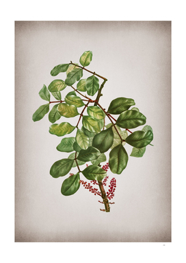 Vintage Carob Tree Botanical on Parchment