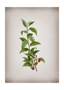 Vintage Cherry Botanical on Parchment